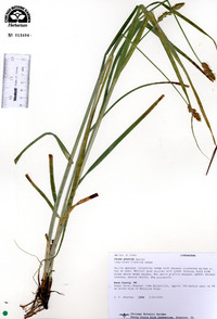 Carex gravida image