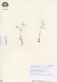 Cerastium brachypetalum image