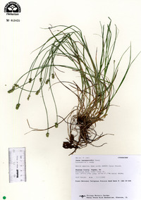 Carex leavenworthii image