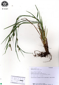 Carex grisea image