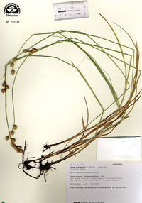 Carex shinnersii image