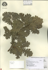 Quercus pubescens image