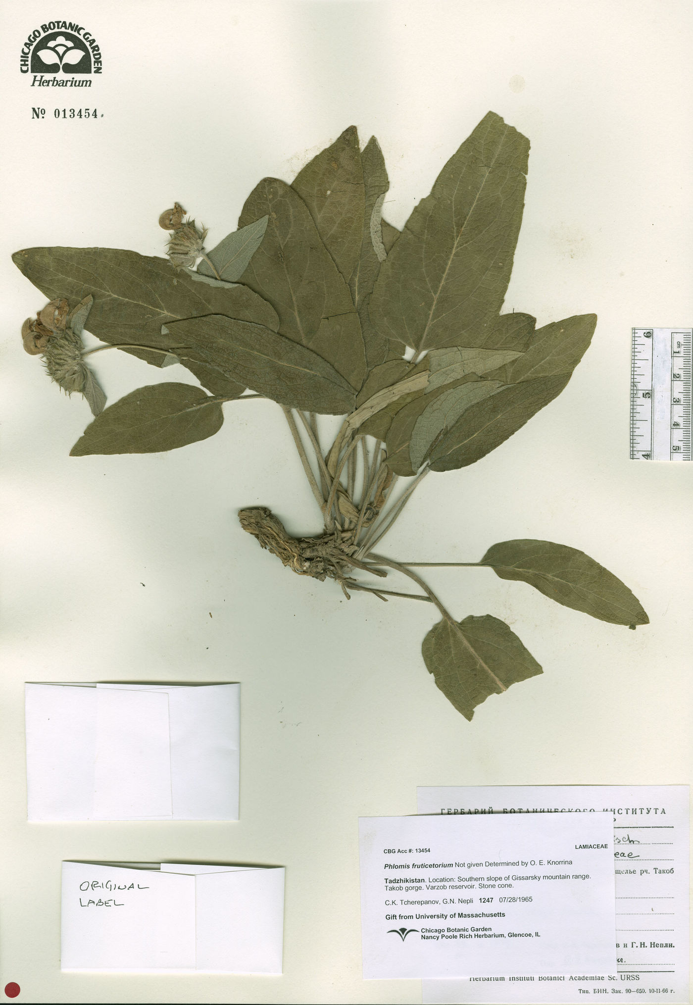 Phlomis fruticetorum image