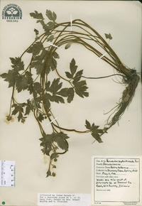 Ranunculus septentrionalis image