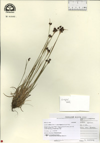 Luzula multiflora subsp. frigida image