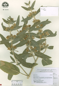 Image of Phlomis bucharica