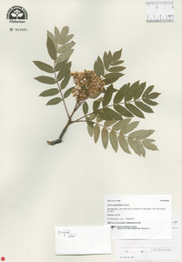 Image of Sorbus gorodkovii