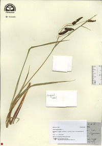 Carex cryptocarpa image