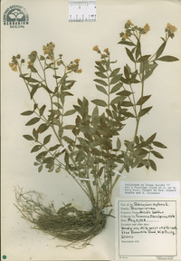 Polemonium reptans image