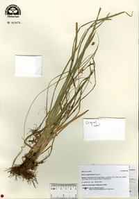 Carex longirostrata image