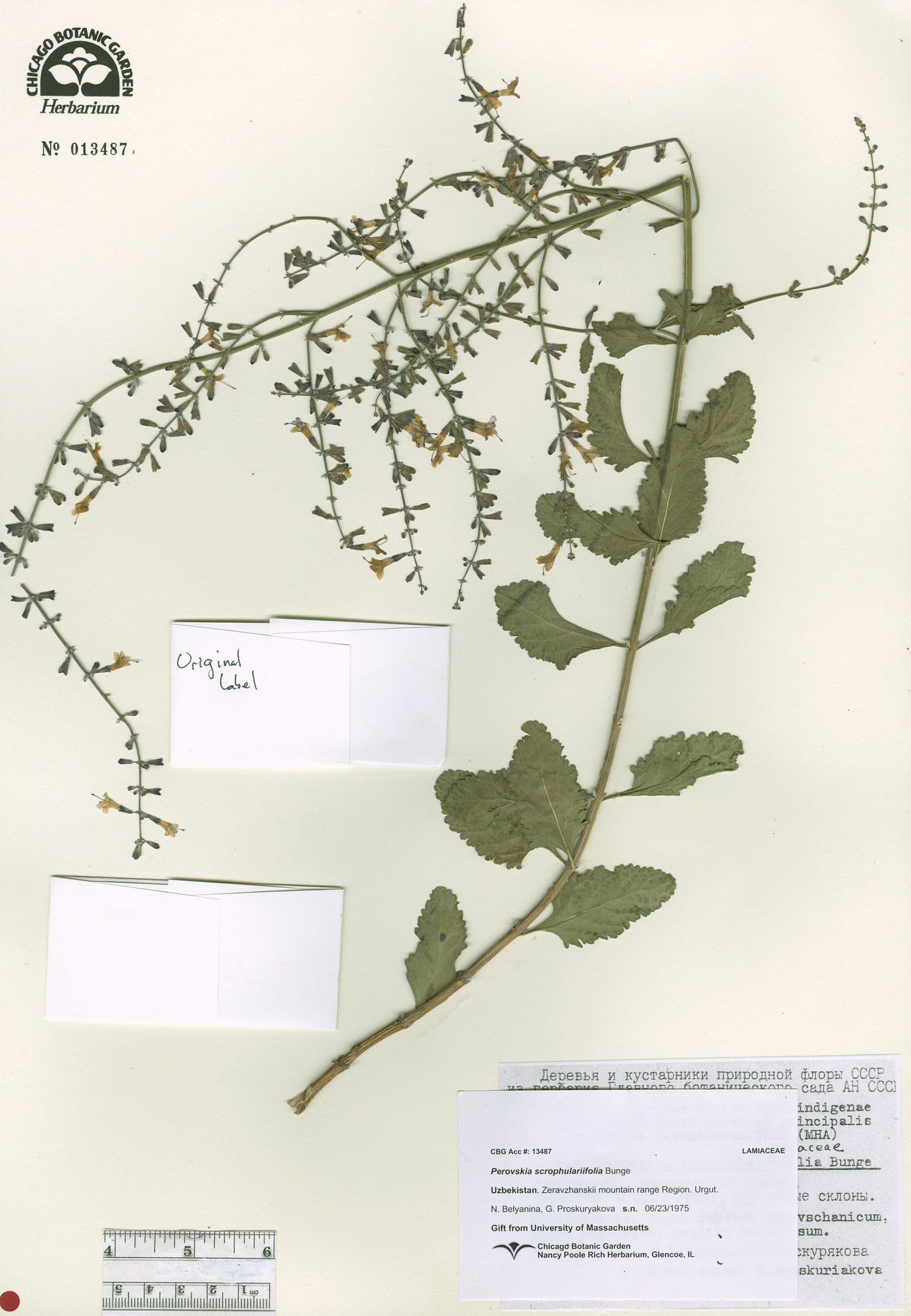 Perovskia scrophulariifolia image