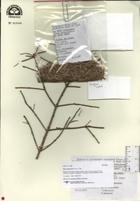 Picea jezoensis image