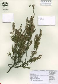 Calluna vulgaris image