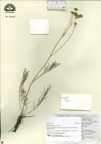 Filifolium sibiricum image