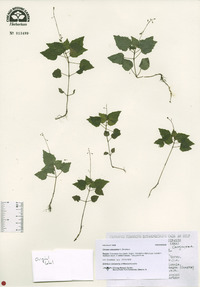 Circaea alpina image