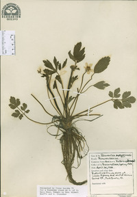 Ranunculus septentrionalis image