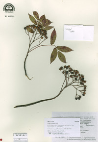 Sorbus commixta image