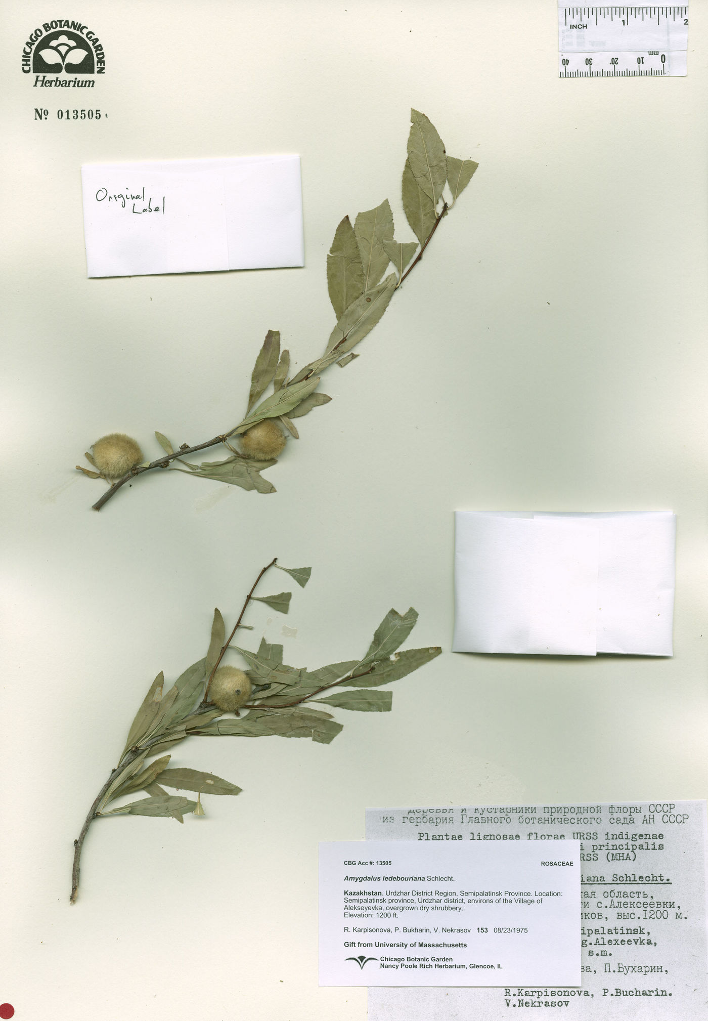 Prunus ledebouriana image
