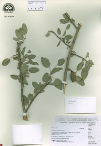 Prunus bucharica image