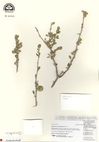 Zygophyllum atriplicoides image