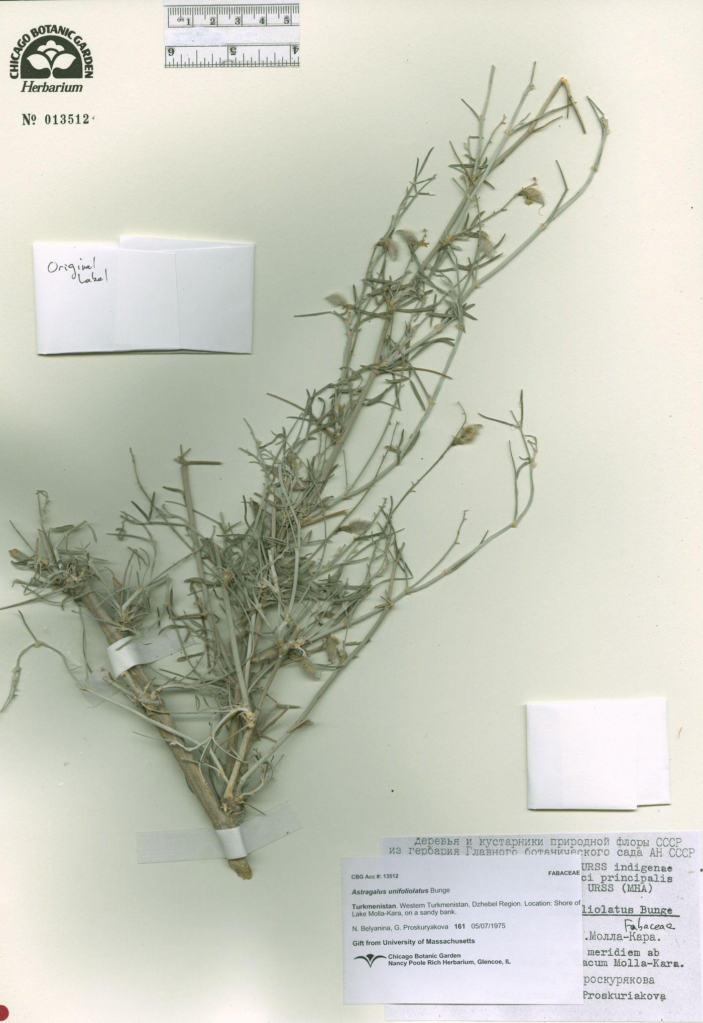 Astragalus unifoliolatus image
