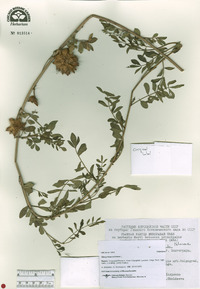 Glycyrrhiza echinata image