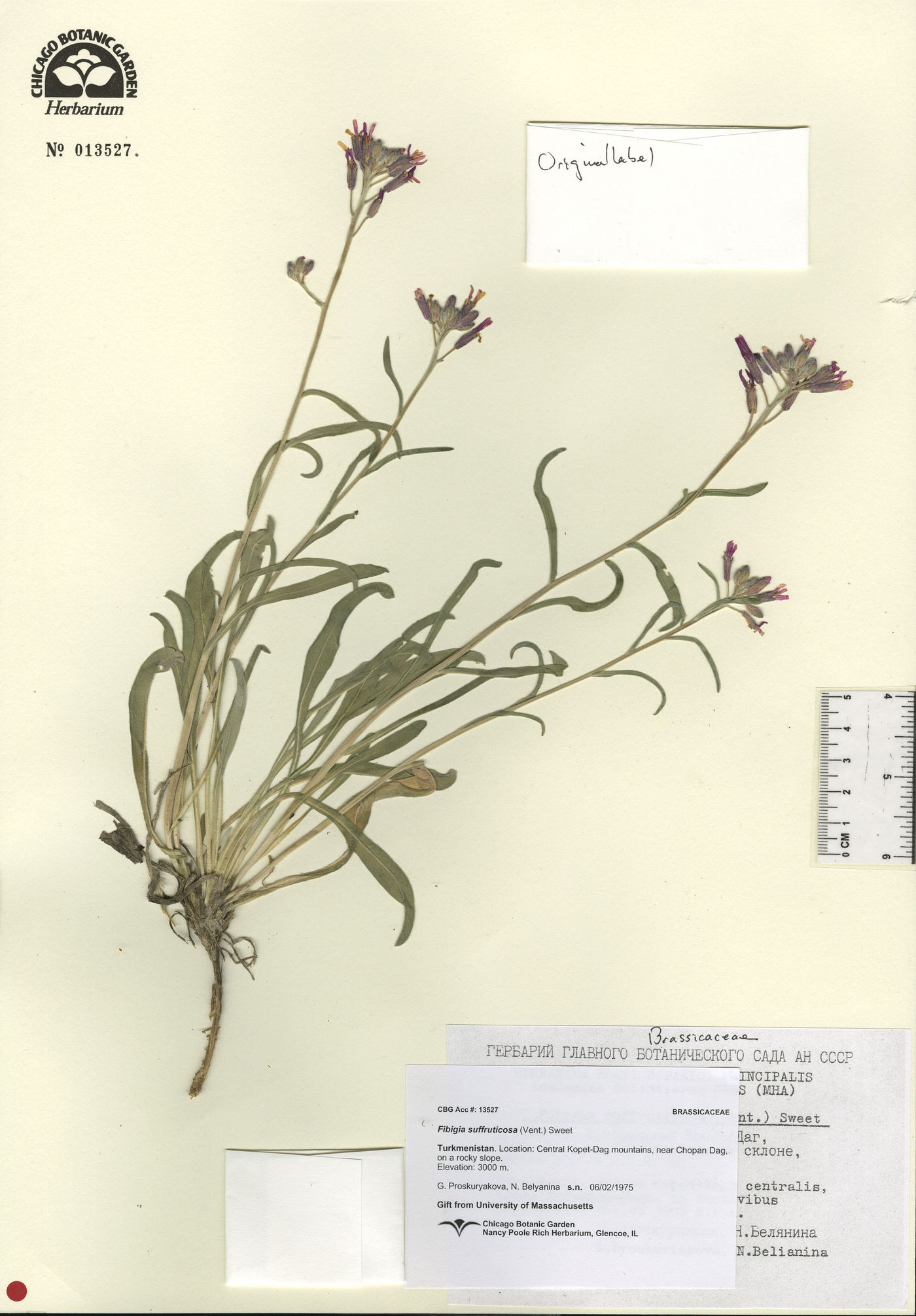 Fibigia image