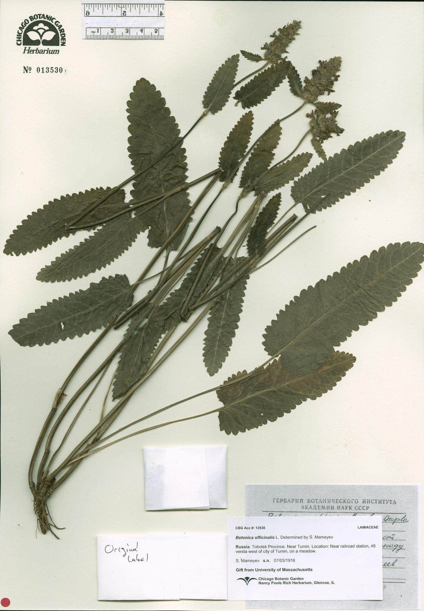 Betonica officinalis image