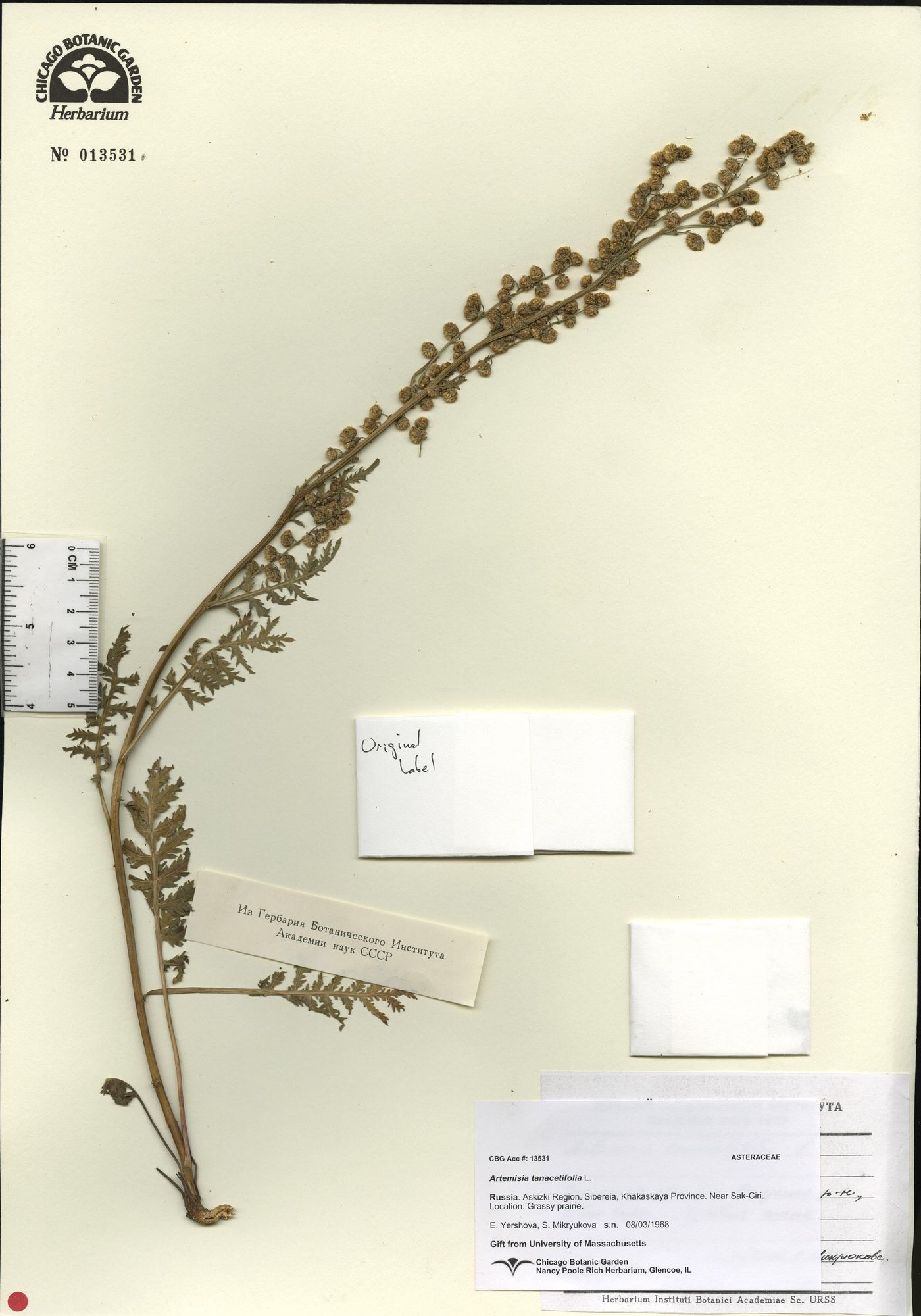 Artemisia tanacetifolia image