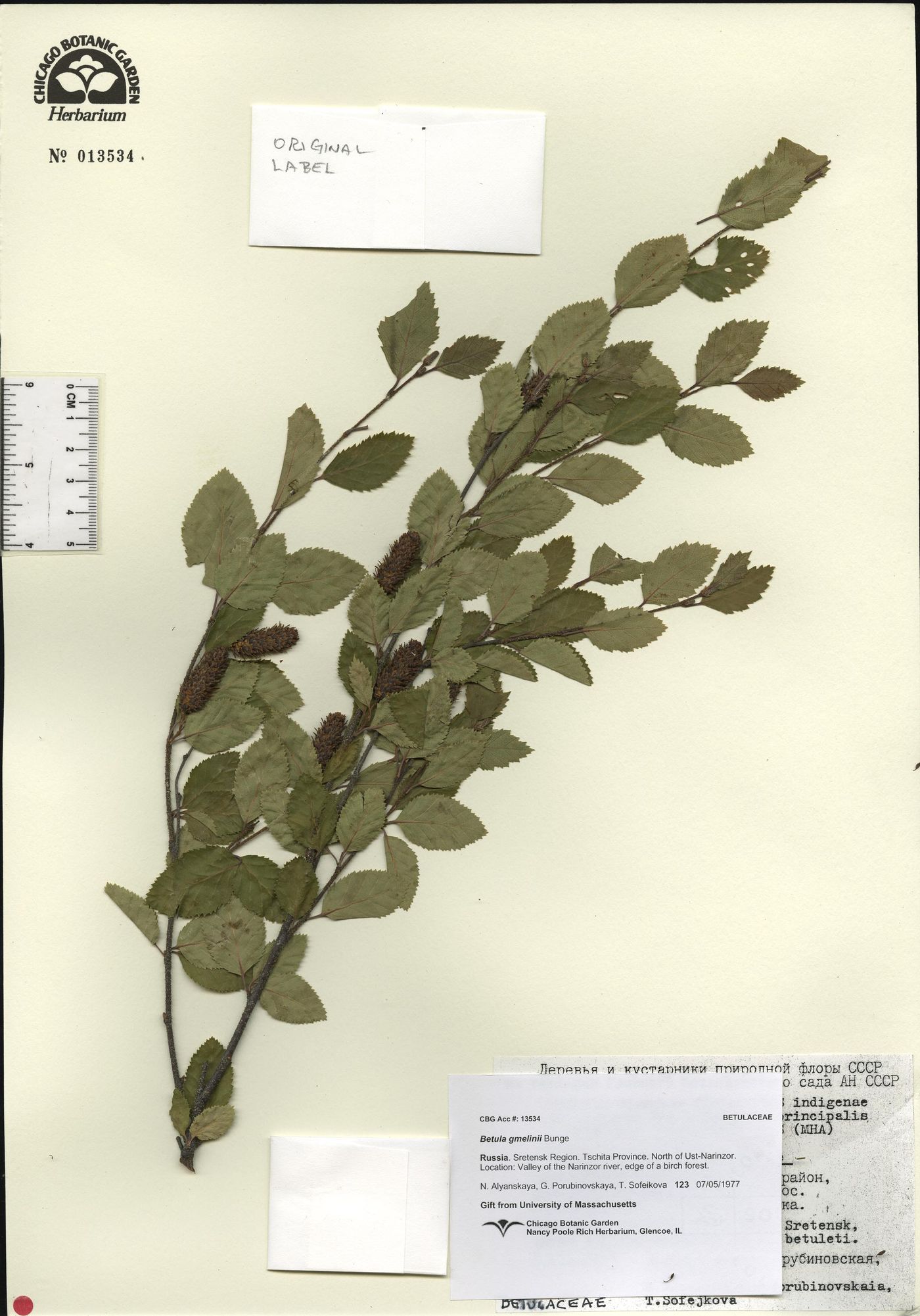 Betula ovalifolia image