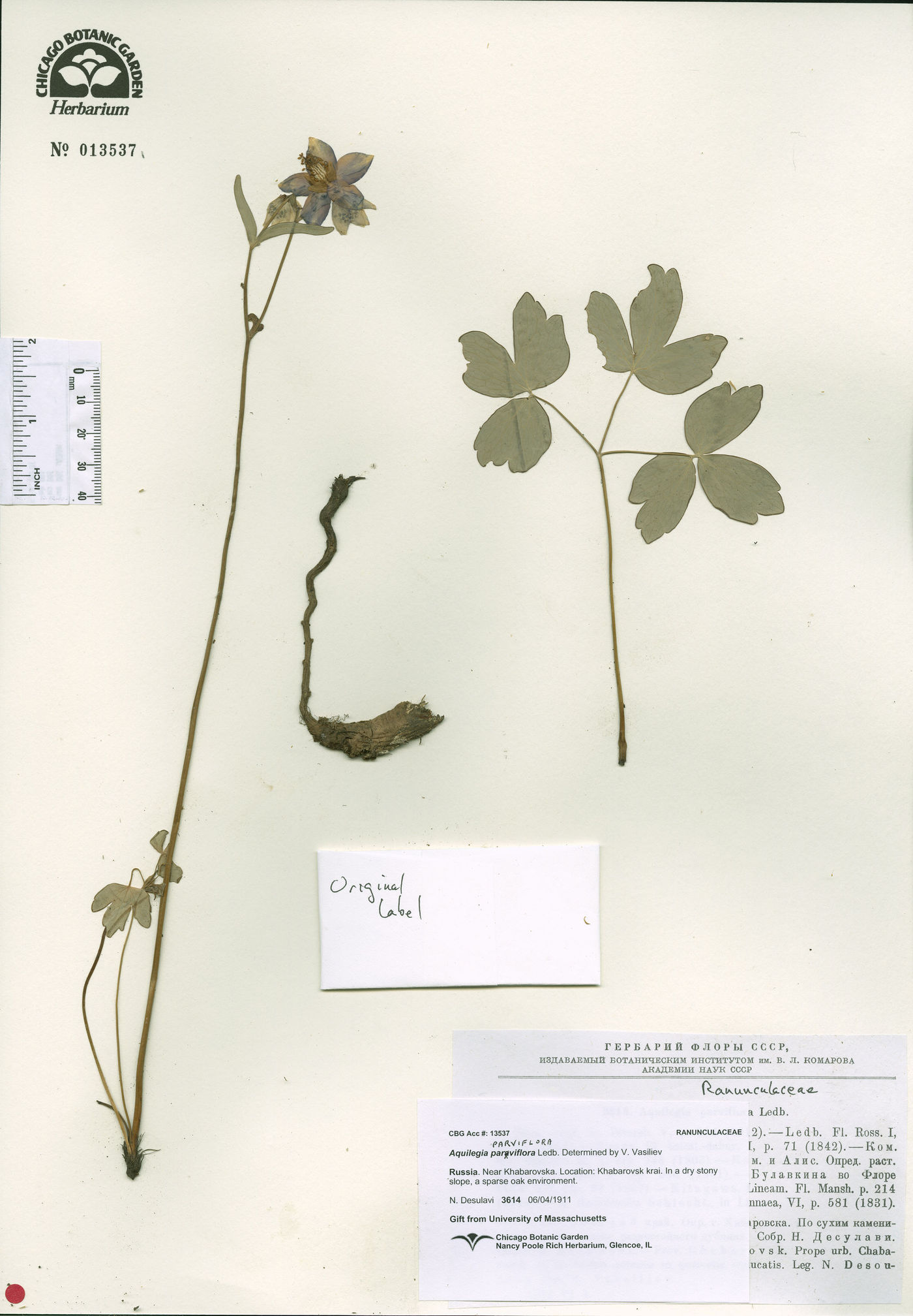 Aquilegia parviflora image