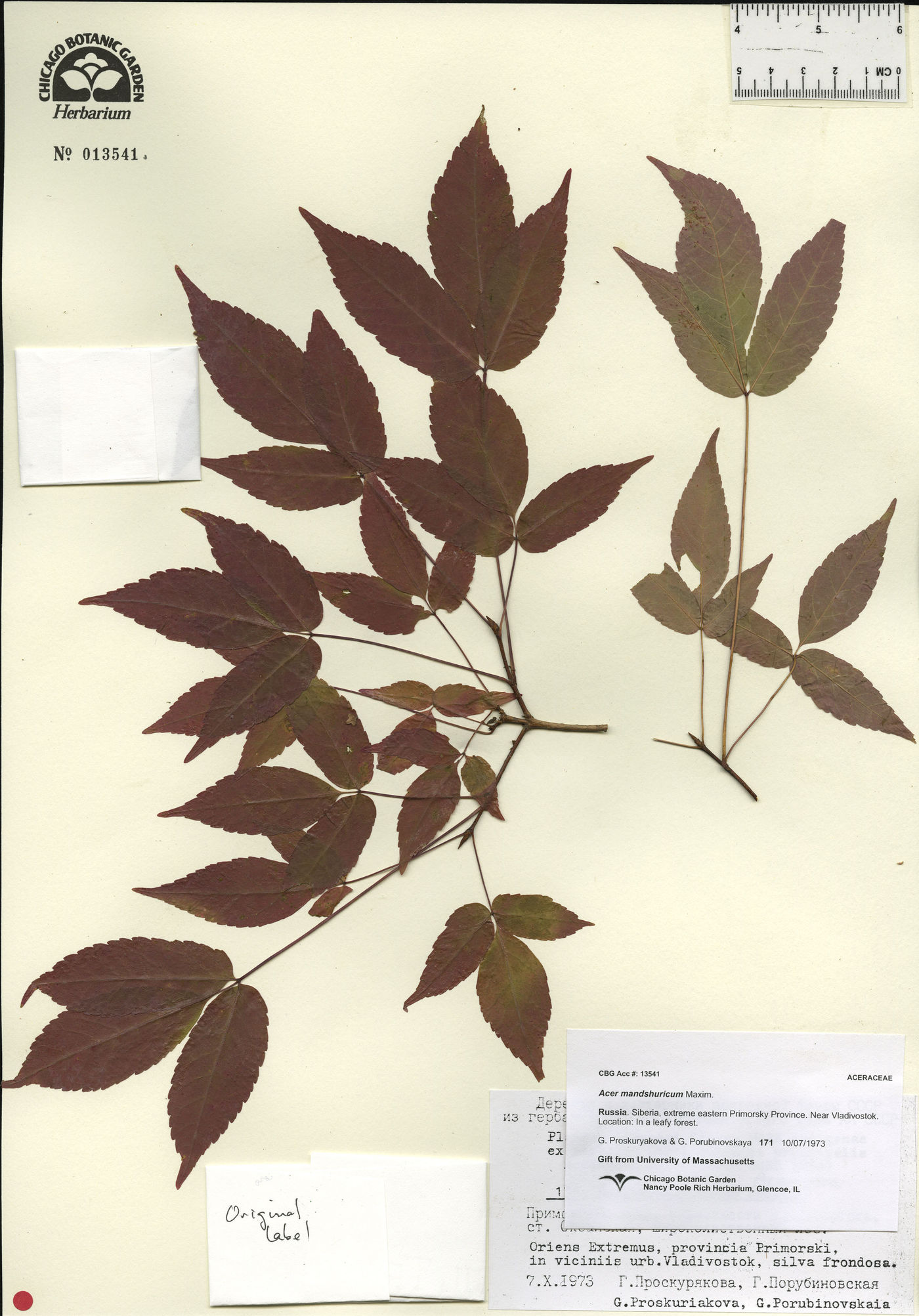 Acer mandshuricum image
