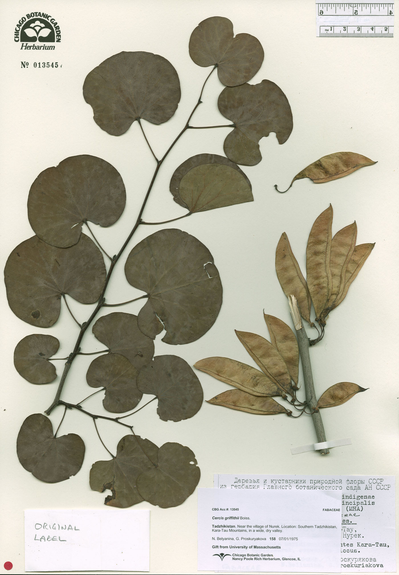 Cercis griffithii image