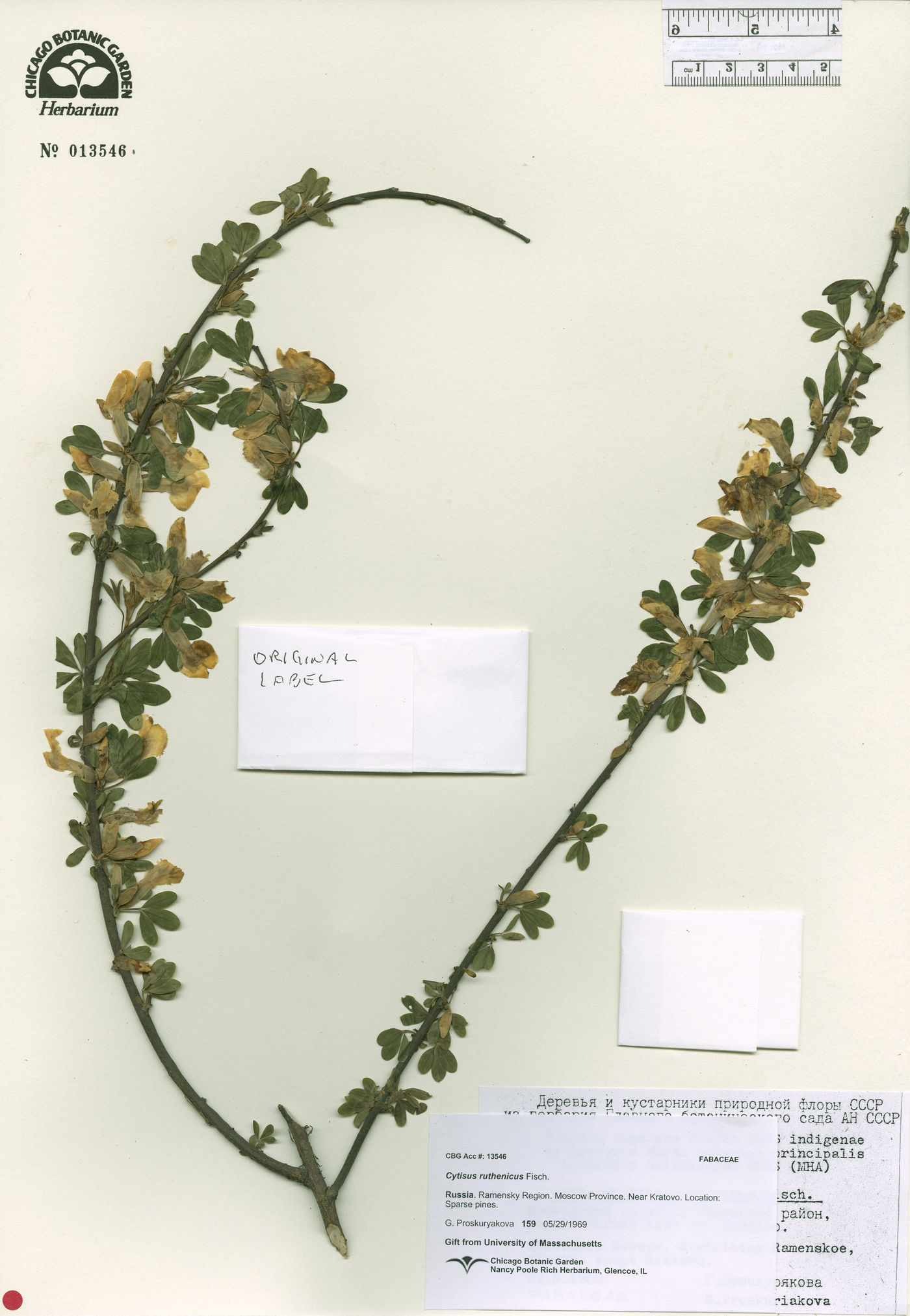 Chamaecytisus ruthenicus image