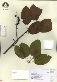 Prunus ssiori image