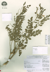Image of Hedysarum fruticosum