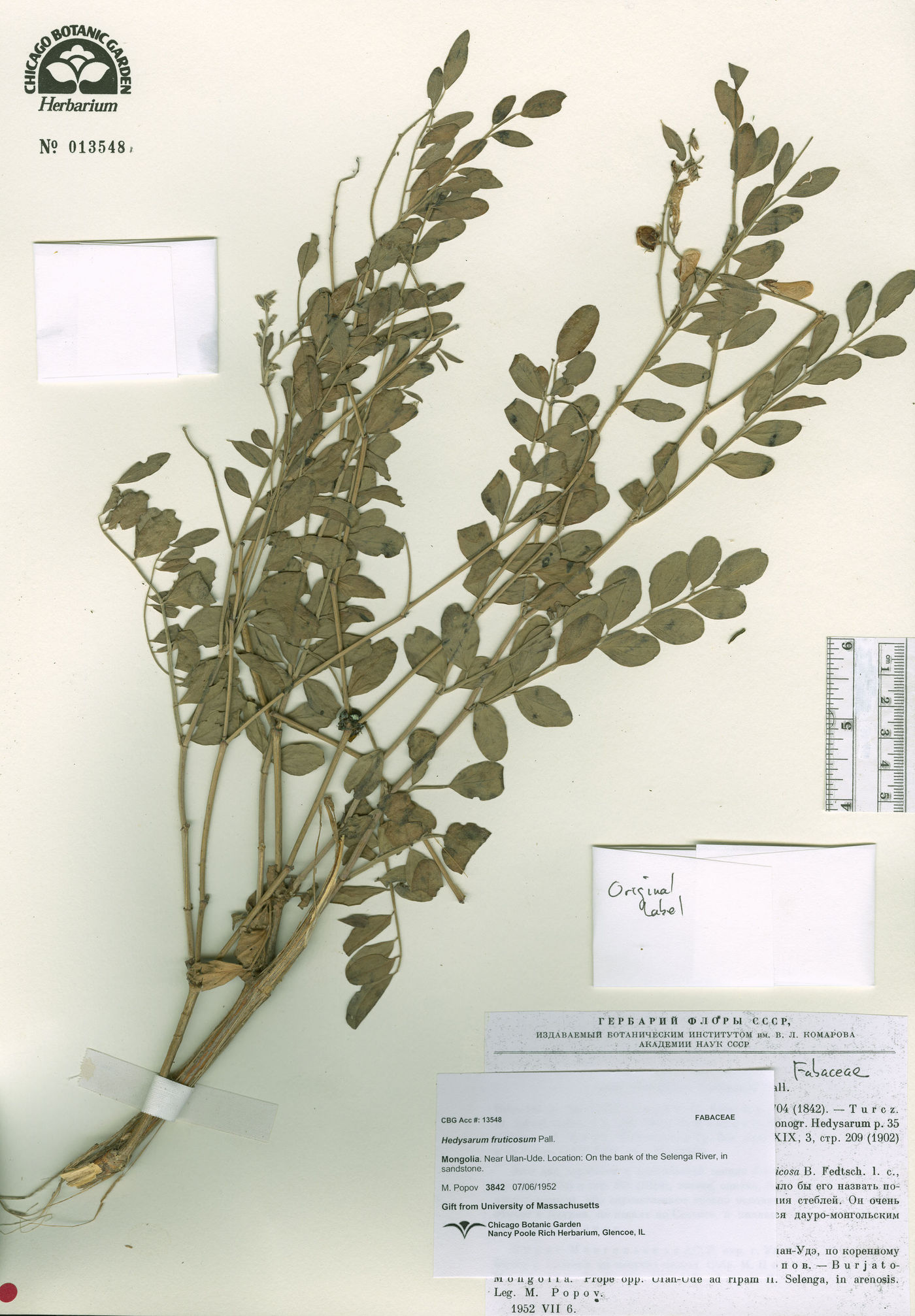 Hedysarum fruticosum image