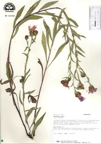 Centaurea jacea image