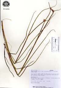 Juncus torreyi image