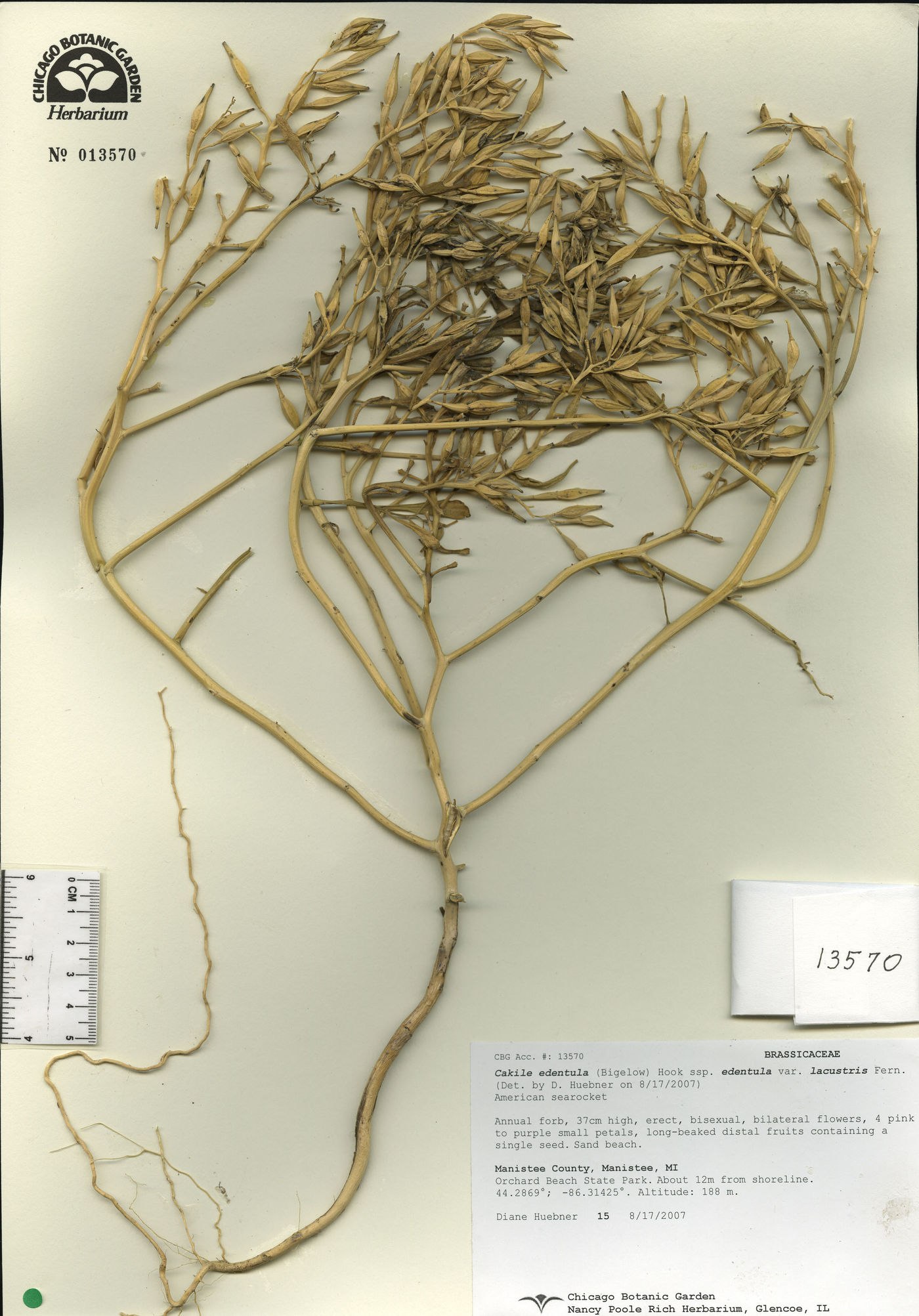 Cakile edentula var. lacustris image
