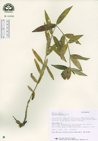 Gentiana andrewsii var. andrewsii image