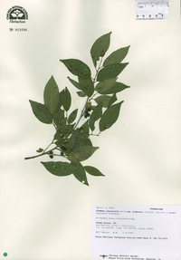 Rhamnus lanceolata subsp. glabrata image