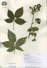 Rubus bushii image