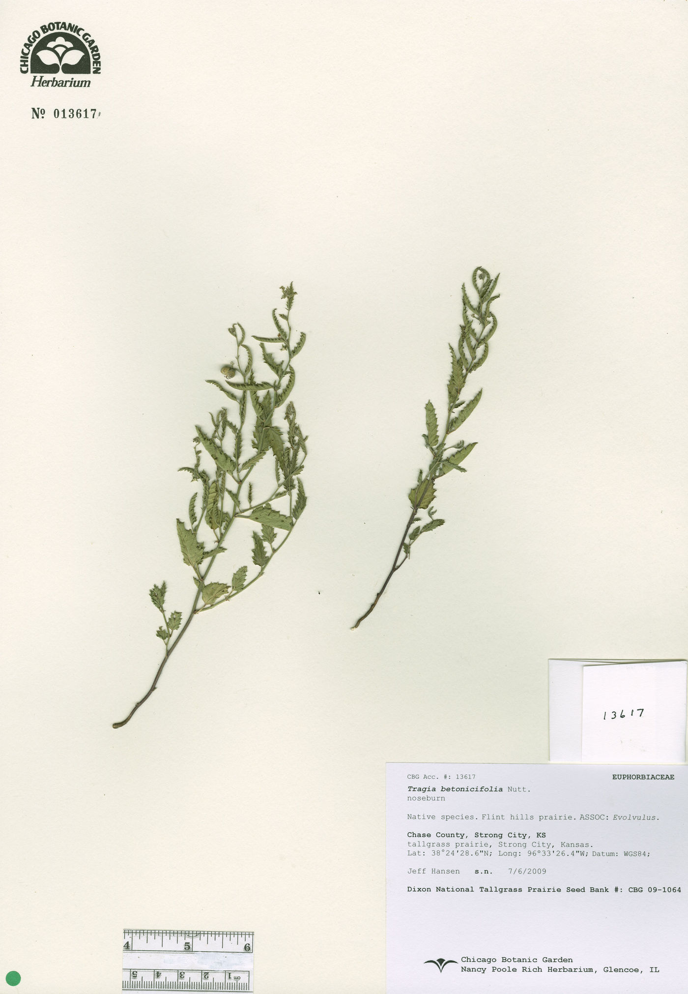 Tragia betonicifolia image