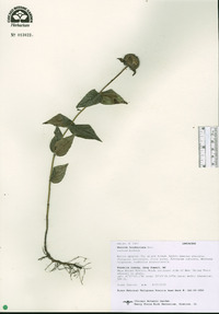 Monarda bradburiana image