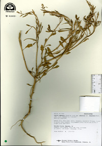 Cakile edentula var. lacustris image
