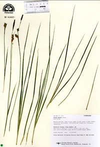 Carex meadii image