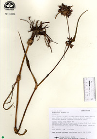 Tradescantia ohiensis image