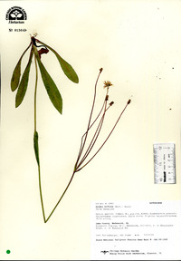 Krigia biflora image