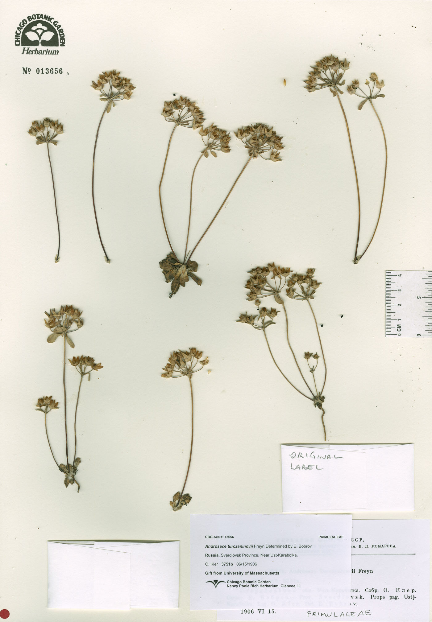Androsace maxima image